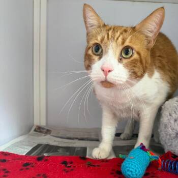 Golden -  Domestic Short Hair Cat for Adoption in Chicago, Illinois - Golden | PetCurious