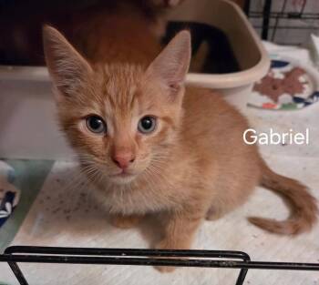 Gabriel          GFRCC -  Domestic Short Hair Cat for Adoption in Metamora, Illinois - Gabriel          GFRCC | PetCurious