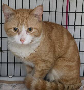 Domestic Short Hair Cats Available for Adoption in Trenton, New Jersey - Sunkist | PetCurious