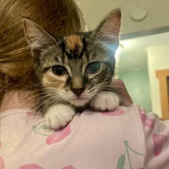 Abby -  Domestic Short Hair and Tabby Cat for Adoption in High View, West Virginia - Abby | PetCurious