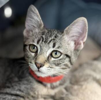 Bellatrix -  Domestic Short Hair Cat for Adoption in Golden, Colorado - Bellatrix | PetCurious