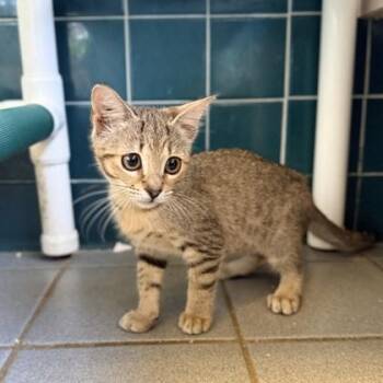 Mashle -  Domestic Short Hair Cat for Adoption in Honolulu, Hawaii - Mashle | PetCurious
