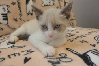 Koto -  Siamese Cat for Adoption in Eureka, California - Koto | PetCurious