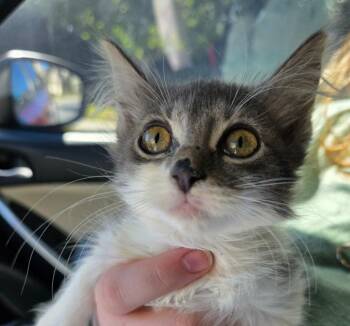 Dixie -  Domestic Long Hair Cat for Adoption in Buford, Georgia - Dixie | PetCurious