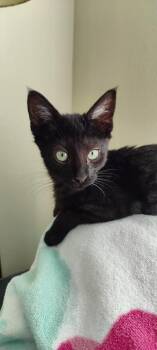 Domestic Short Hair Cats Available for Adoption in Lafayette, Colorado - Carl | PetCurious