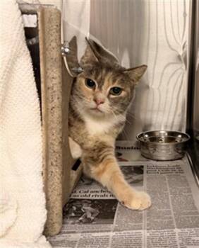 A139807 -  Domestic Short Hair Cat for Adoption in Hayward, California - A139807 | PetCurious