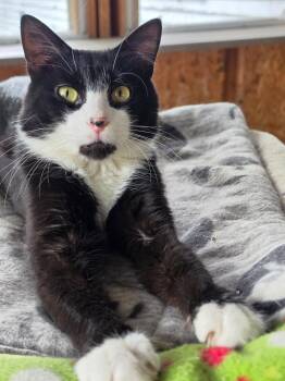 Joe -  Domestic Short Hair Cat for Adoption in Delmont, Pennsylvania - Joe | PetCurious