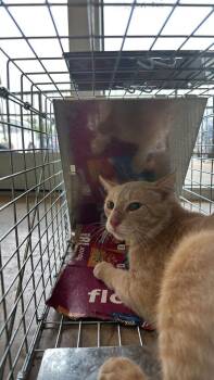 Domestic Short Hair Cats Available for Adoption in New Braunfels, Texas - Duarte Feral 1 | PetCurious