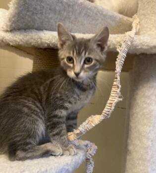 Domestic Short Hair Cats Available for Adoption - Nessee | PetCurious