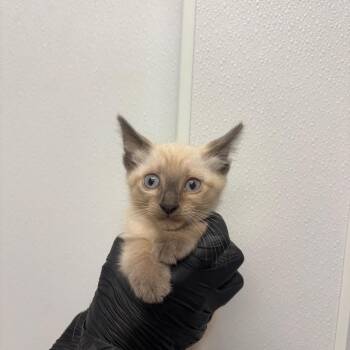 The Git up -  Domestic Short Hair Cat for Adoption in Abilene, Texas - The Git Up | PetCurious