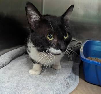 George (TAS #3) -  Domestic Medium Hair Cat for Adoption in Trenton, New Jersey - George (TAS #3) | PetCurious