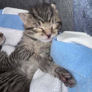 Stormy -  Domestic Short Hair Cat for Adoption in New Fairfield, Connecticut - Stormy | PetCurious