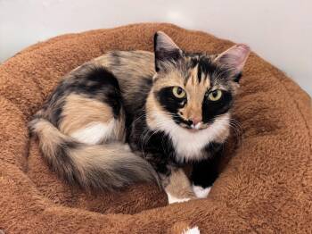Cleo (Cleopatra) -  Tortoiseshell Cat for Adoption in Houston, Texas - Cleo (Cleopatra) | PetCurious