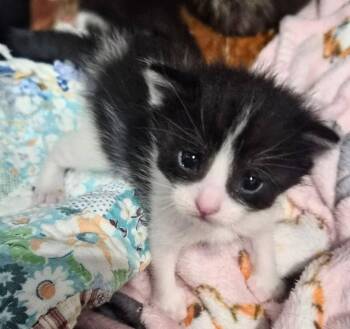 Domestic Short Hair Cats Available for Adoption in Waverly, Iowa - Neela | PetCurious