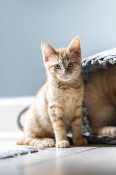 Romi -  Domestic Medium Hair Cat Available for Adoption in Milton, Georgia - Romi | PetCurious