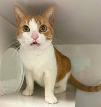 Domestic Short Hair Cats Available for Adoption - Cupcake | PetCurious