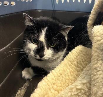Orie -  Domestic Short Hair Cat for Adoption in Cincinnati, Ohio - Orie | PetCurious