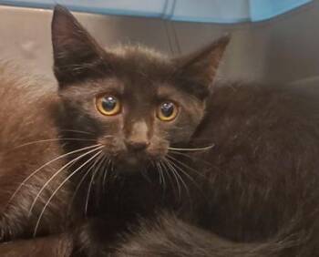 White Claw -  Domestic Short Hair Cat for Adoption in Kansas City, Missouri - White Claw | PetCurious