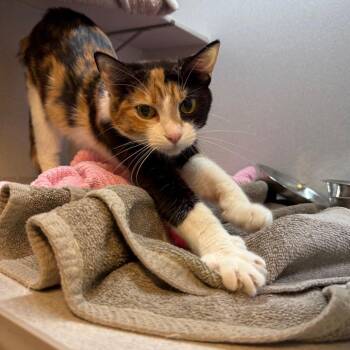 Domestic Short Hair Cats Available for Adoption in Pittsburgh, Pennsylvania - Princess | PetCurious