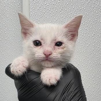 Yellow -  Domestic Short Hair Cat for Adoption in Abilene, Texas - Yellow | PetCurious