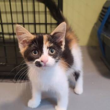 Zara (Calhoun Kitten 1) -  American Shorthair Cat for Adoption in Westport, Connecticut - Zara (Calhoun Kitten 1) | PetCurious