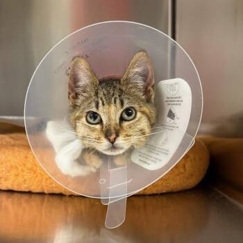 Oatmeal -  Domestic Short Hair Cat for Adoption in Wayne, New Jersey - Oatmeal | PetCurious