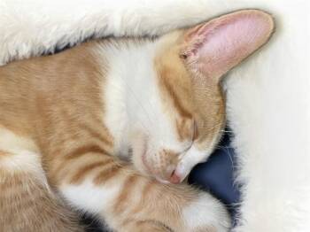 MANGO -  Domestic Short Hair Cat for Adoption in Fort Lauderdale, Florida - MANGO | PetCurious