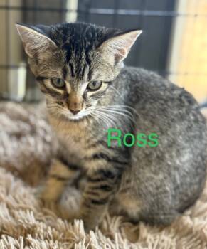Rescue Domestic Short Hair Cats for Adoption in Saint Francisville, Louisiana - Ross | PetCurious