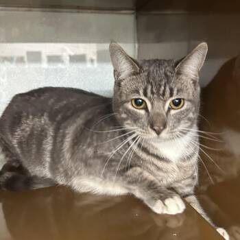 Domestic Short Hair Cats Available for Adoption - POSSUM | PetCurious