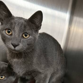 Rescue Domestic Short Hair Cats for Adoption in Port Charlotte, Florida - Patch | PetCurious