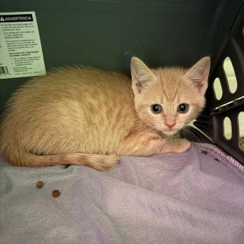Melanie -  Domestic Short Hair Cat for Adoption - Melanie | PetCurious