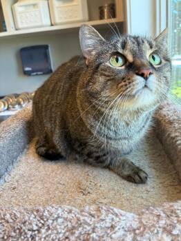 Addy -  Domestic Short Hair Cat for Adoption in Sidney, Ohio - Addy | PetCurious