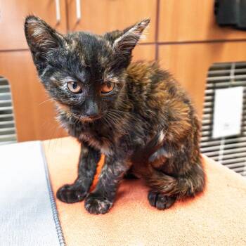 The Scrambler -  Domestic Short Hair Cat for Adoption in South Elgin, Illinois - The Scrambler | PetCurious