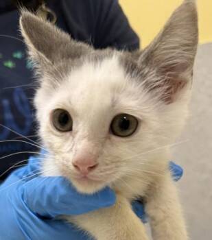 Cornelius -  Domestic Short Hair Cat for Adoption in Honolulu, Hawaii - Cornelius | PetCurious