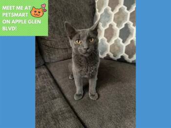 BALOO -  Domestic Short Hair Cat for Adoption in Fort Wayne, Indiana - BALOO | PetCurious