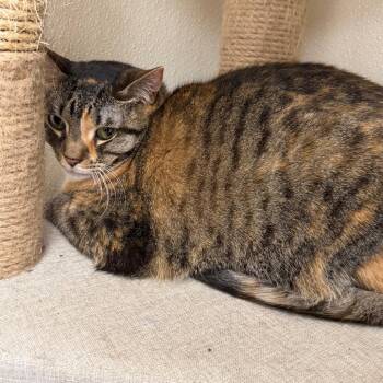 Domestic Short Hair Cats Available for Adoption - Zoey | PetCurious