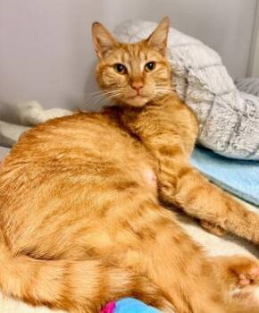 Tangerine -  Domestic Short Hair Cat for Adoption in Fairfax, Virginia - Tangerine | PetCurious
