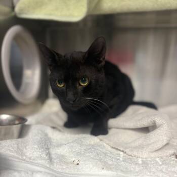 Domestic Short Hair Cats Available for Adoption in Pittsburgh, Pennsylvania - Anakin | PetCurious