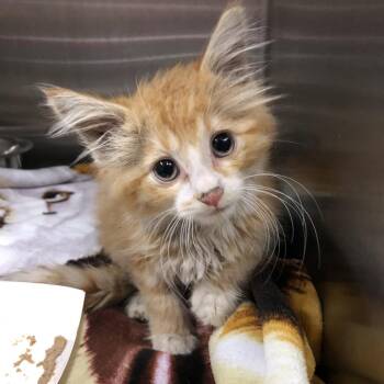 Simba -  Domestic Medium Hair Cat for Adoption in Oak Park, Illinois - Simba | PetCurious