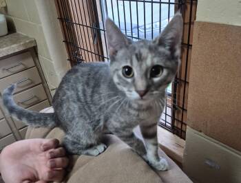 Daphne -  Domestic Short Hair Cat for Adoption in Owatonna, Minnesota - Daphne | PetCurious