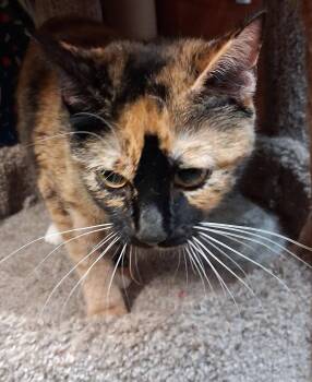 Domestic Short Hair Cats Available for Adoption in Trenton, New Jersey - Mosaic Millie | PetCurious
