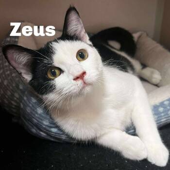 Rescue Domestic Short Hair Cats for Adoption in Gladstone, Michigan - Zeus 250838 | PetCurious