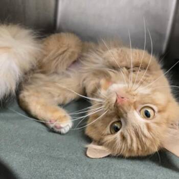 Abbie -  Domestic Medium Hair and Domestic Short Hair Cat for Adoption in Janesville, Wisconsin - Abbie | PetCurious