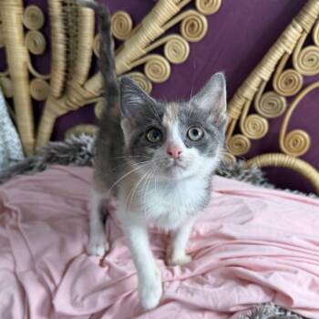 Chrissy -  Domestic Short Hair Cat for Adoption in Chattanooga, Tennessee - Chrissy | PetCurious