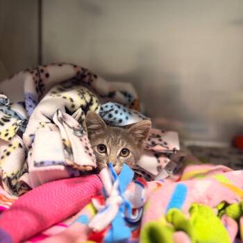 Poptart -  Domestic Short Hair Cat for Adoption in Summerville, South Carolina - Poptart | PetCurious
