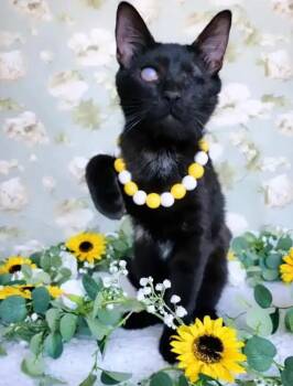 Neptune L -  Domestic Short Hair Cat Available for Adoption in Fresno, California - Neptune L | PetCurious