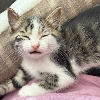 Coleman -  Domestic Short Hair Cat for Adoption in Union, Missouri - Coleman | PetCurious