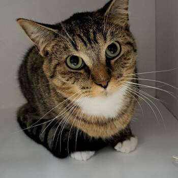 Ashe -  Domestic Short Hair Cat for Adoption in Buffalo, New York - Ashe | PetCurious