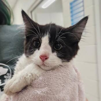 Keroppi -  Domestic Short Hair Cat for Adoption in Gloucester, Virginia - Keroppi | PetCurious