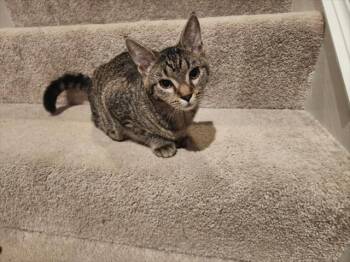 Rescue Domestic Short Hair Cats for Adoption in Hagerstown, Maryland - CHIFFON PIE | PetCurious